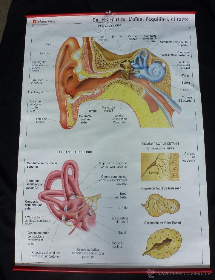 Mapas contempor&aacute;neos: Mapas escolares de los sentidos. (els sentits) - Foto 3
