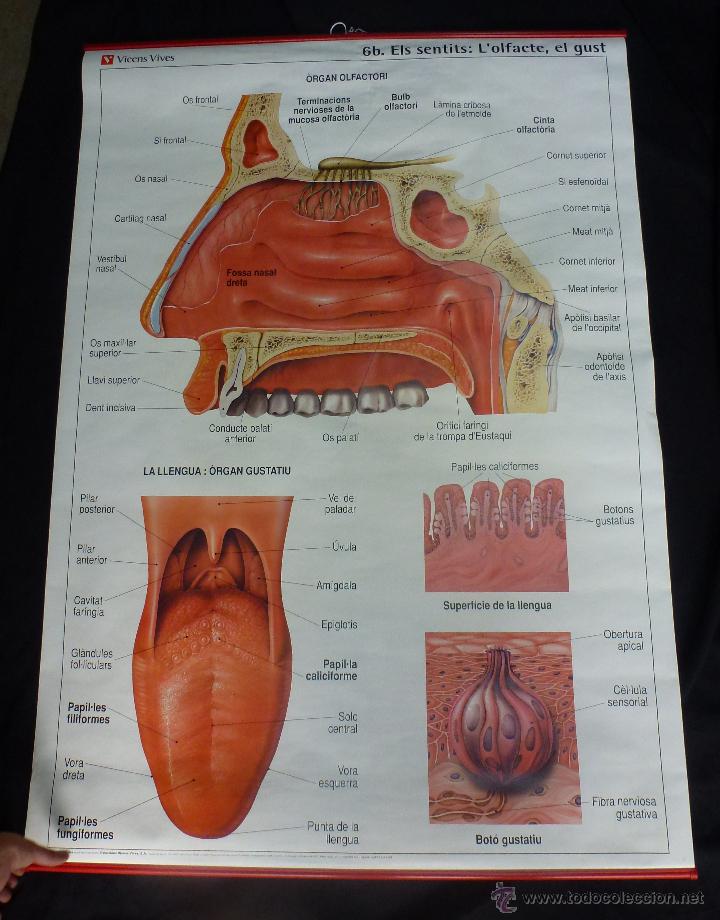 Mapas contempor&aacute;neos: Mapas escolares de los sentidos. (els sentits) - Foto 4