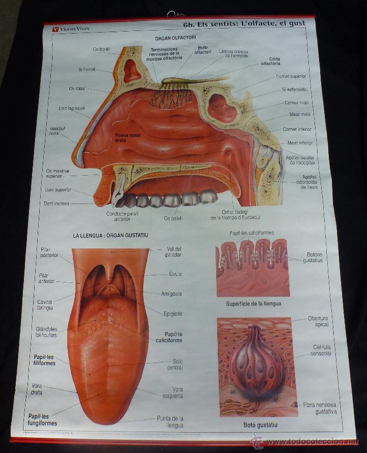Mapas contempor&aacute;neos: Mapas escolares de los sentidos. (els sentits) - Foto 5