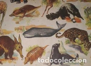 Mappe contemporanee: lamina antigua mamiferos elefante jirafa leon ciervo foca