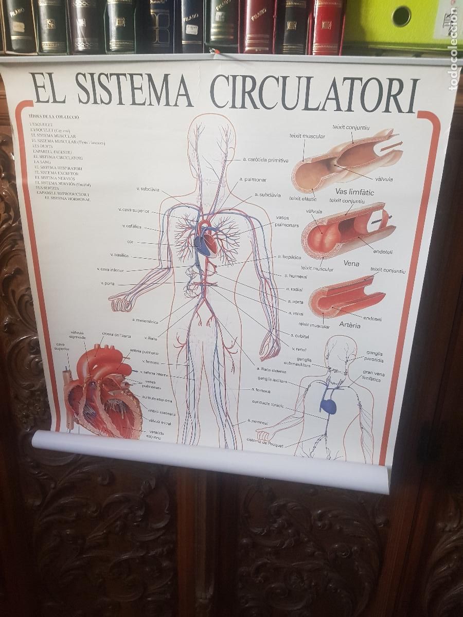 Mapas contempor&aacute;neos: MAPA MURAL A UNA CARA SISTEMA CIRCULATORIO - Foto 1