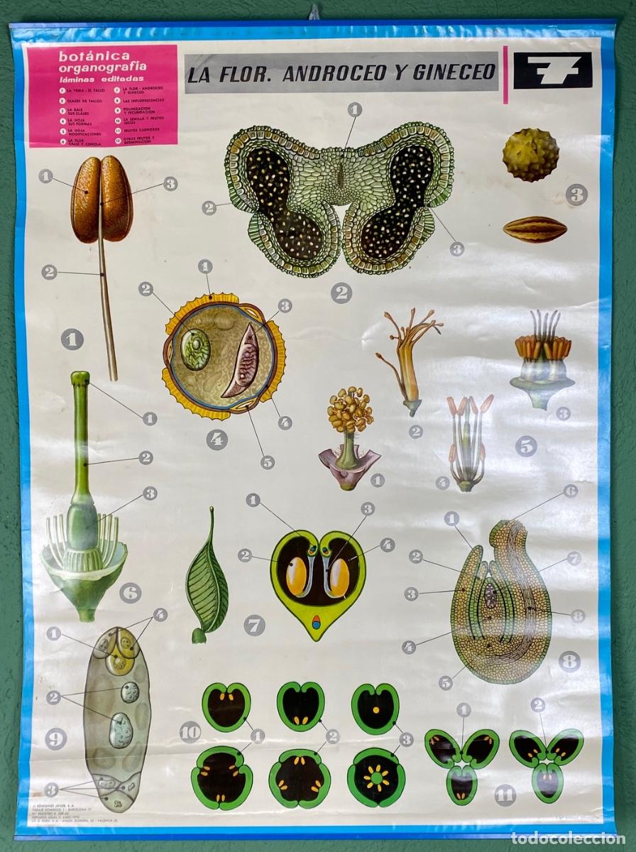 Mapas contempor&aacute;neos: L&aacute;mina escolar La flor - Foto 2