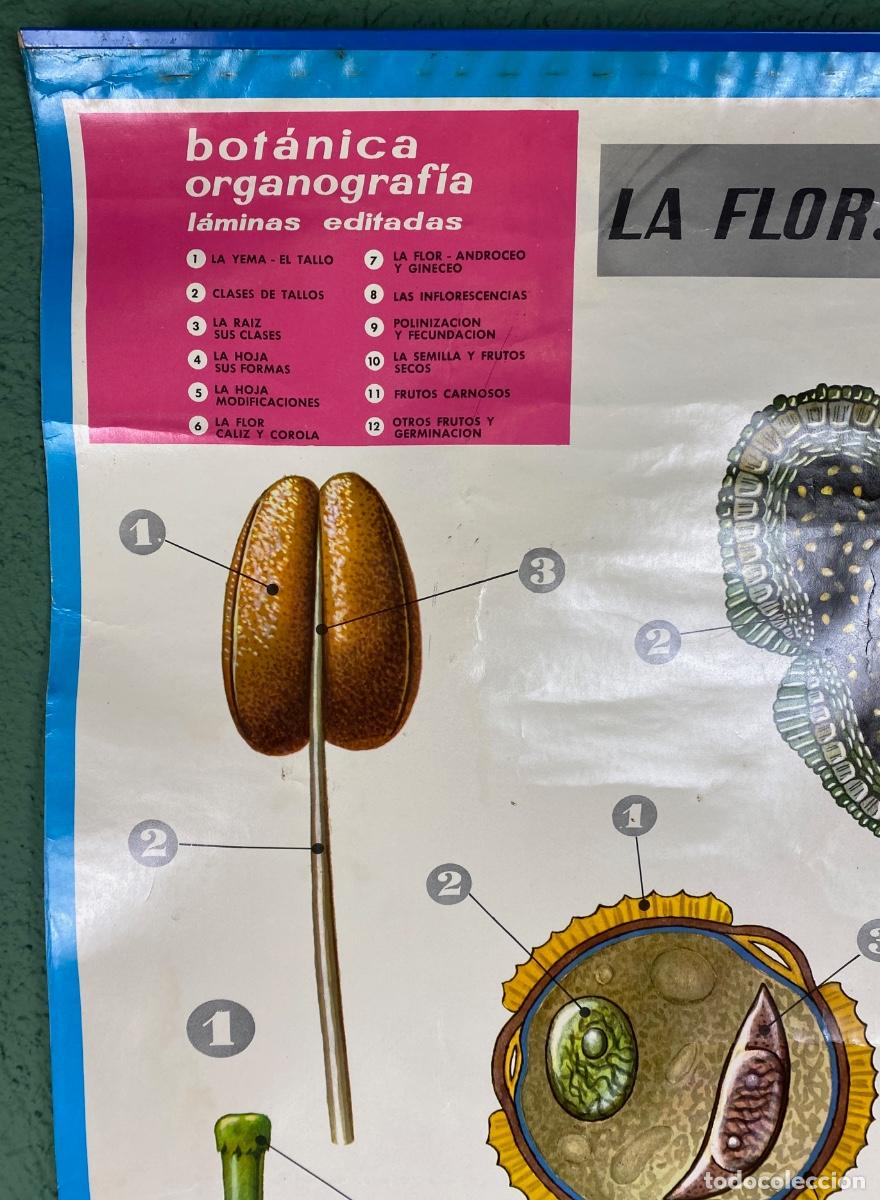 Mapas contempor&aacute;neos: L&aacute;mina escolar La flor - Foto 3