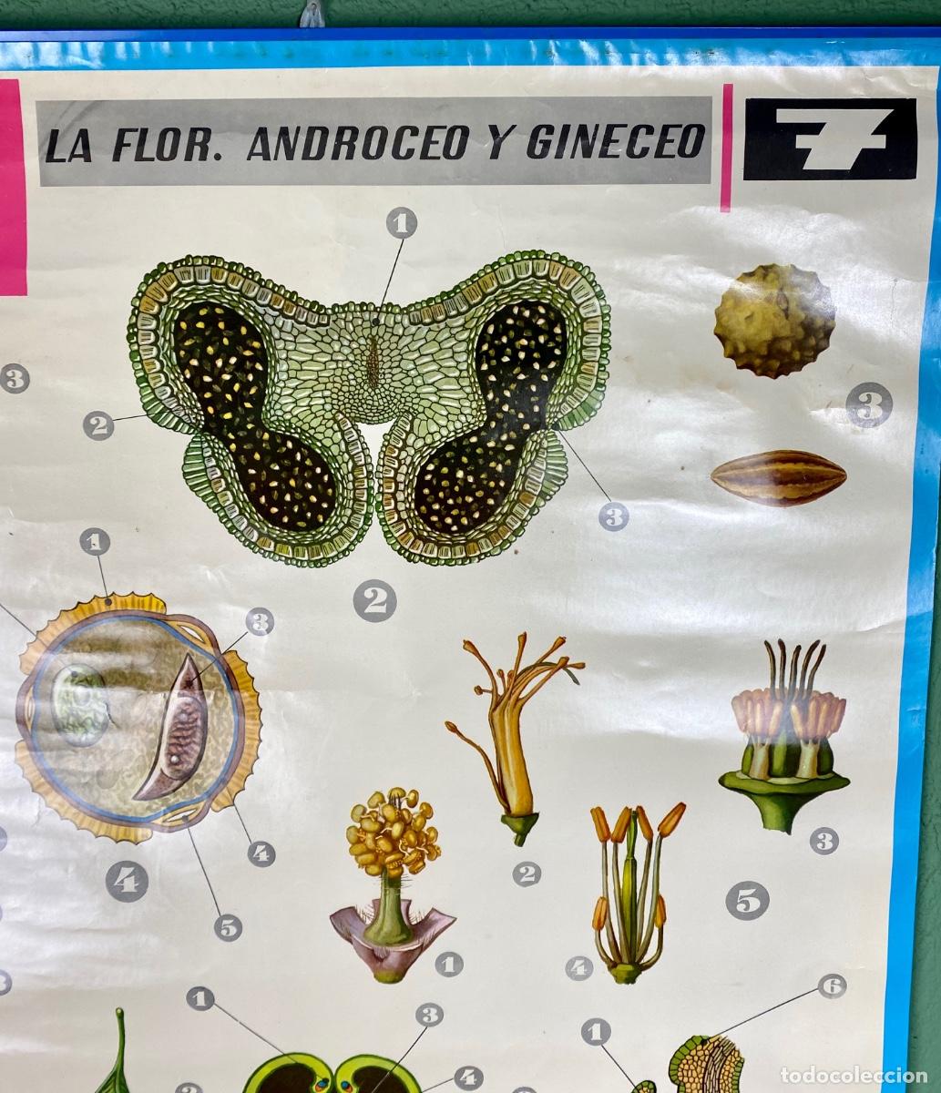 Mapas contempor&aacute;neos: L&aacute;mina escolar La flor - Foto 4