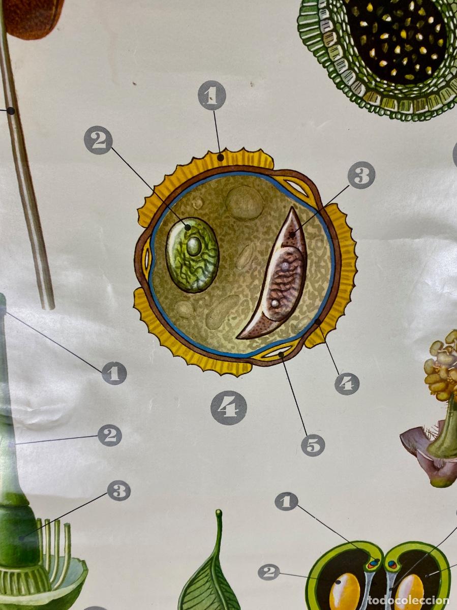 Mapas contempor&aacute;neos: L&aacute;mina escolar La flor - Foto 5