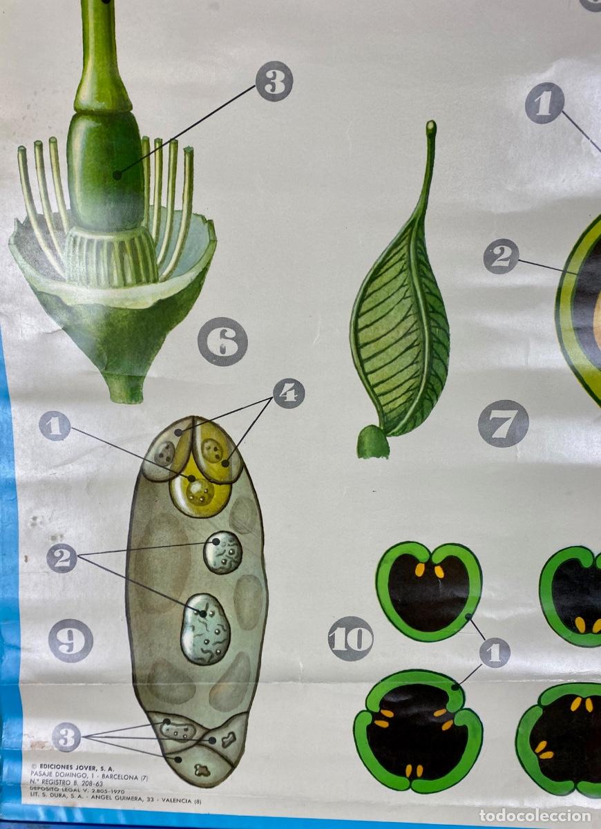 Mapas contempor&aacute;neos: L&aacute;mina escolar La flor - Foto 6