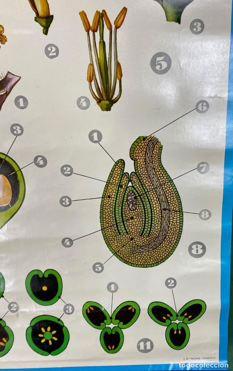 Mapas contempor&aacute;neos: L&aacute;mina escolar La flor - Foto 9