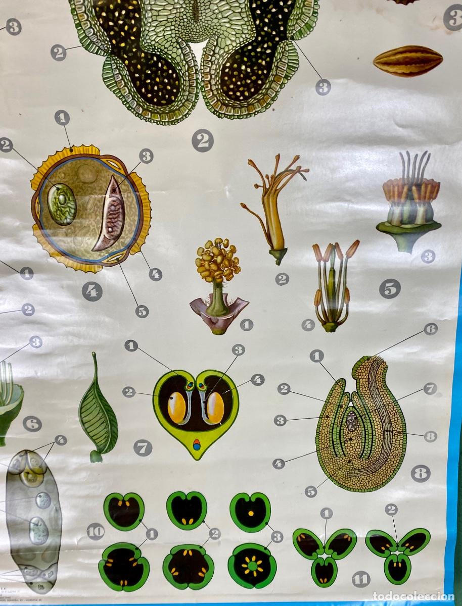 Mapas contempor&aacute;neos: L&aacute;mina escolar La flor - Foto 10