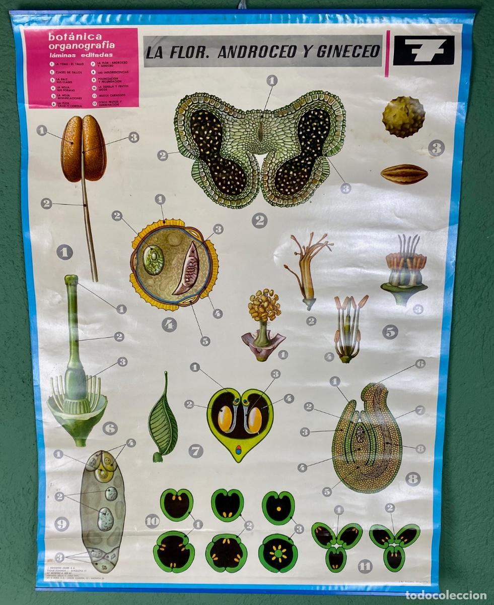 Mapas contempor&aacute;neos: L&aacute;mina escolar La flor - Foto 11