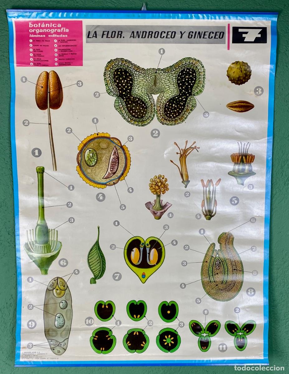 Mapas contempor&aacute;neos: L&aacute;mina escolar La flor - Foto 1