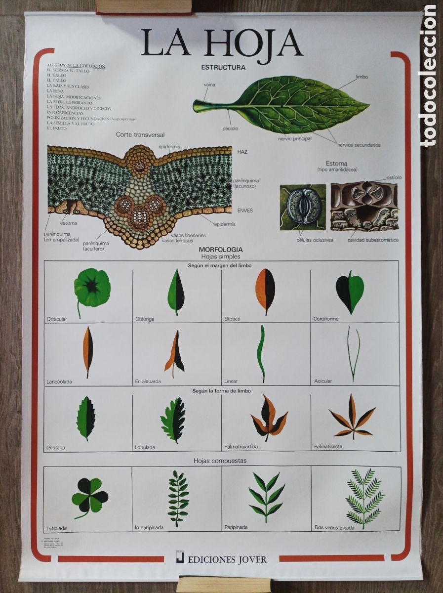 Mapas contempor&aacute;neos: LA HOJA. MURAL EDICIONES JOVER. 1988. EXCELENTE ESTADO. POSTER LAMINA BIOLOG&Iacute;A.