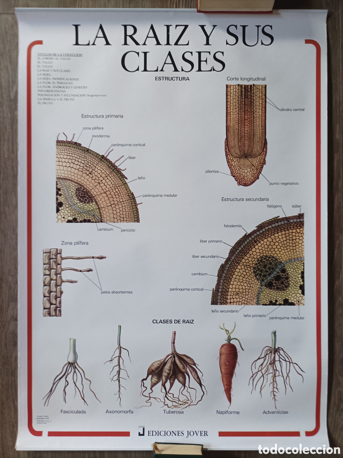 Mapas contempor&aacute;neos: LA RA&Iacute;Z Y SUS CLASES. MURAL EDICIONES JOVER. 1988. POSTER LAMINA BIOLOG&Iacute;A.