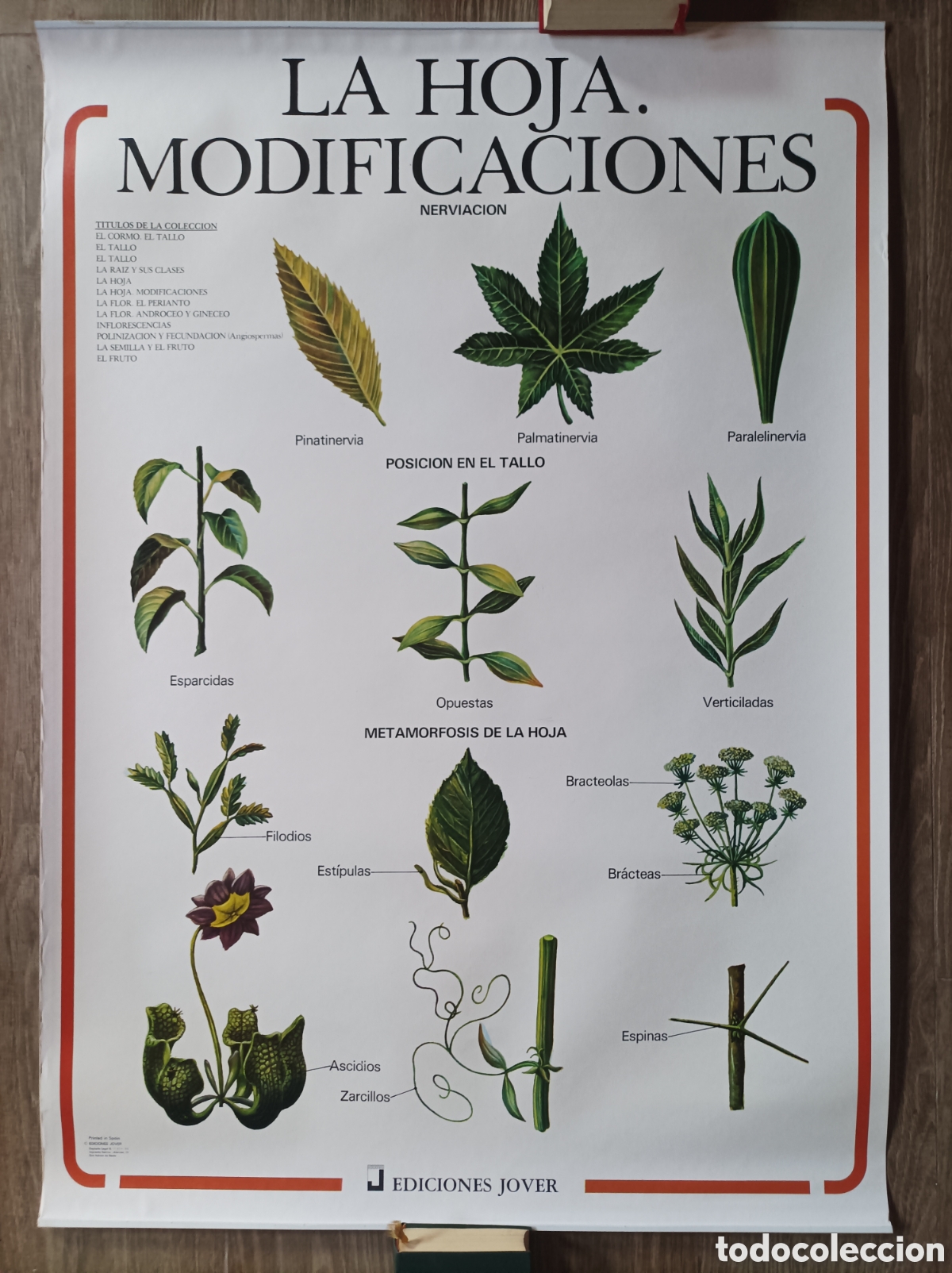 Mapas contempor&aacute;neos: LA HOJA. MODIFICACIONES. MURAL EDICIONES JOVER. EXCELENTE ESTADO. 98x70 CM. POSTER LAMINA BIOLOG&Iacute;A.