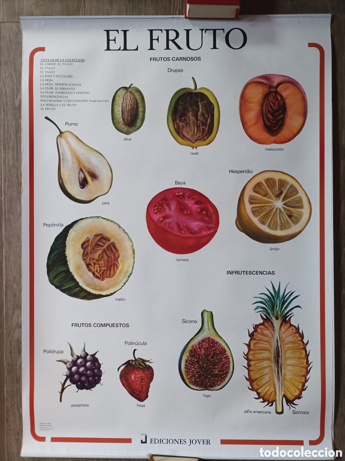 Mapas contempor&aacute;neos: EL FRUTO. MURAL EDICIONES JOVER. 1988. EXCELENTE ESTADO. 98x70 CM. POSTER LAMINA BIOLOG&Iacute;A.