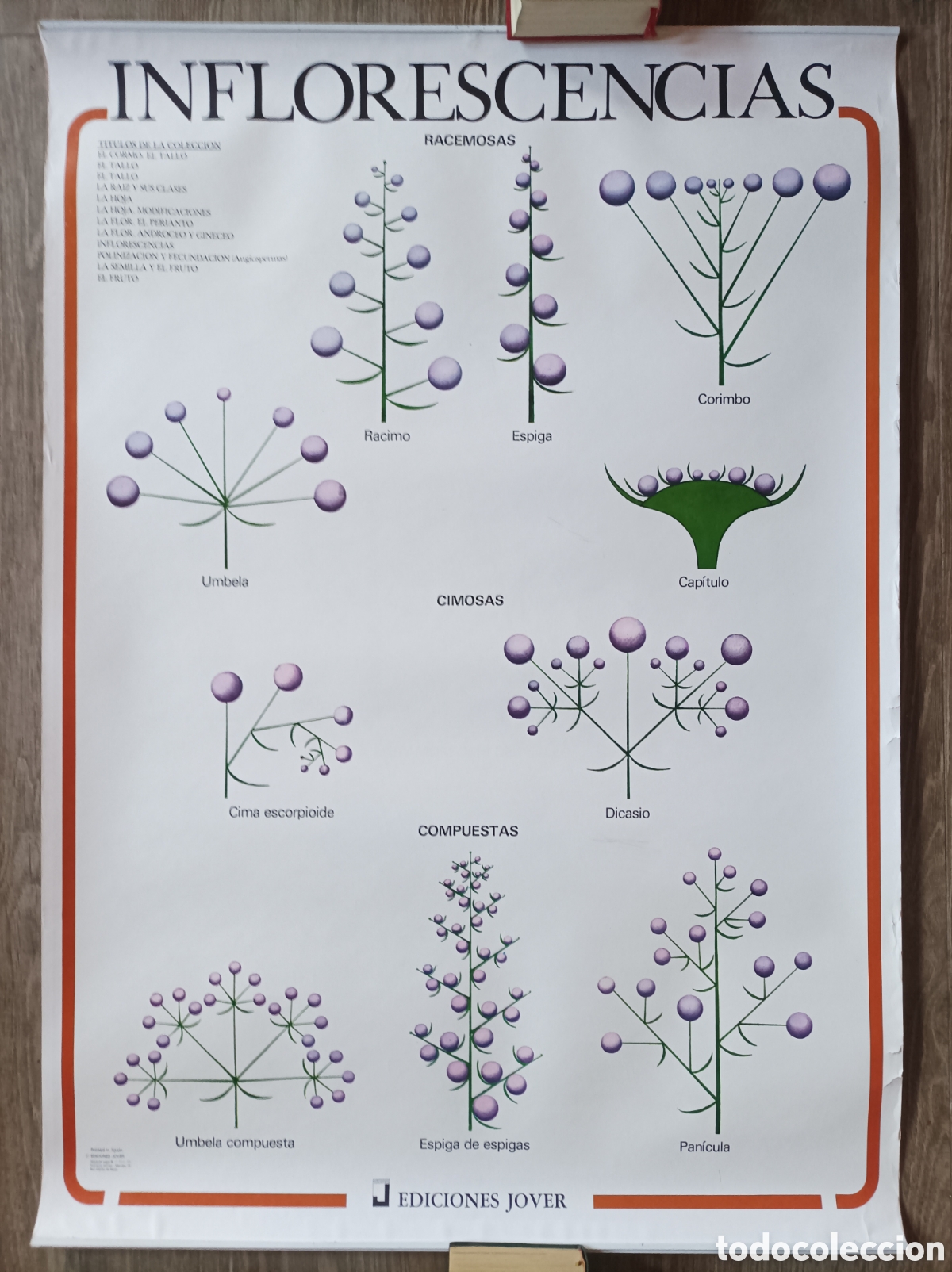 Mapas contempor&aacute;neos: INFLORESCENCIAS. MURAL EDICIONES JOVER. 1988. MUY BUEN ESTADO. 98x70 CM. POSTER LAMINA BOTANICA.