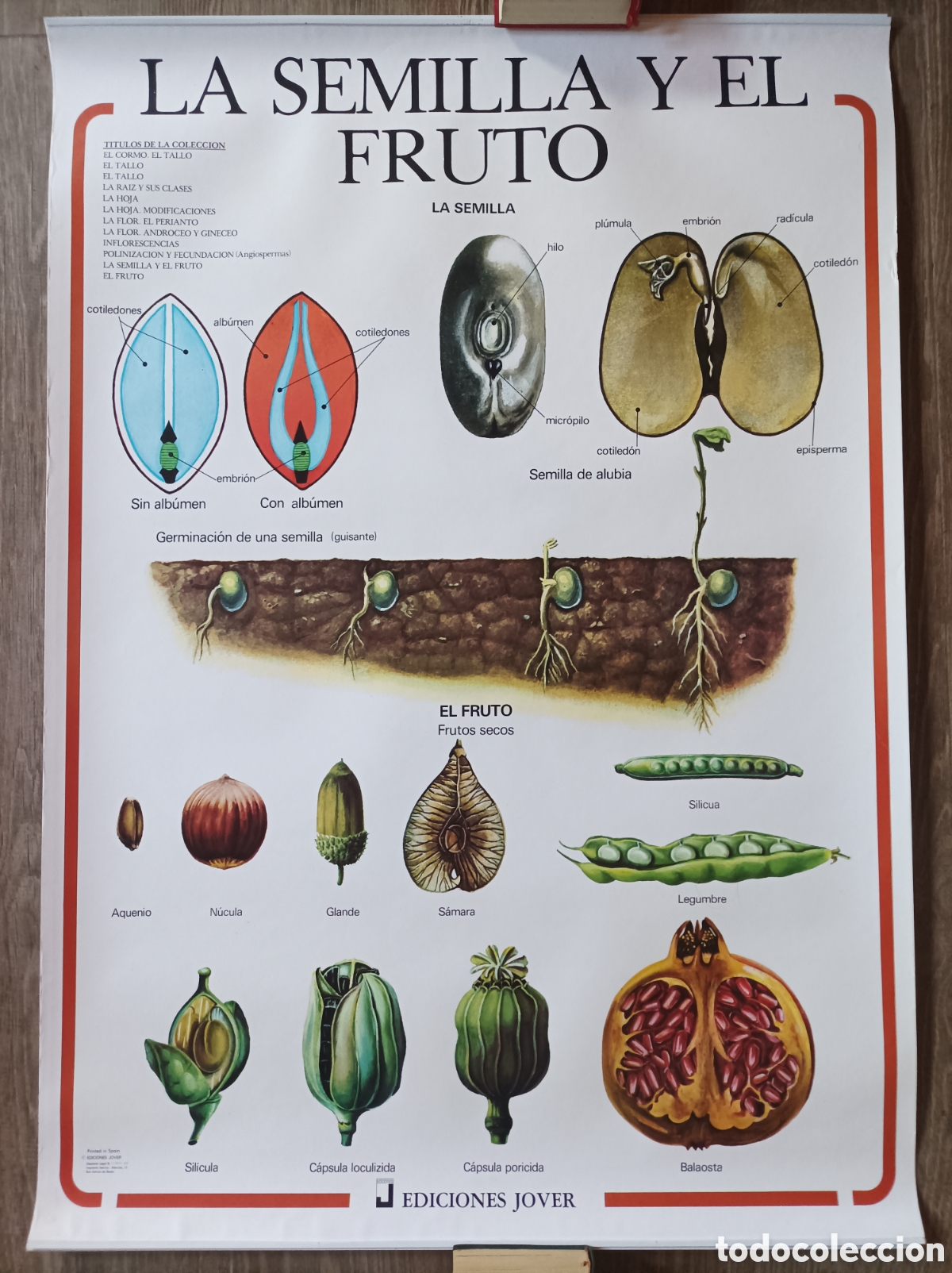 Mapas contempor&aacute;neos: LA SEMILLA Y EL FRUTO. MURAL EDICIONES JOVER. 1988. EXCELENTE ESTADO. 98x70 CM. POSTER BOTANICA.