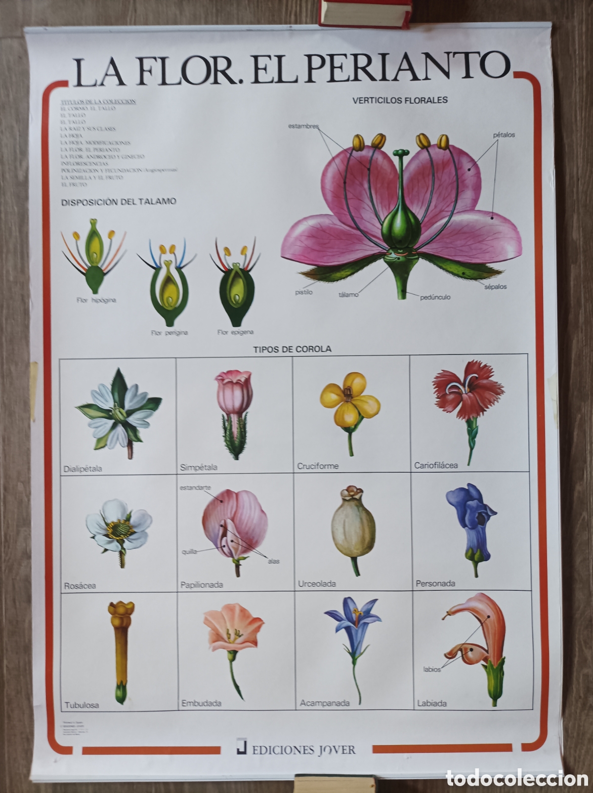 Mapas contempor&aacute;neos: LA FLOR. EL PERIANTO. MURAL EDIC. JOVER. 1988. EXCELENTE ESTADO. 98x70 CM. POSTER LAMINA BOTANICA.