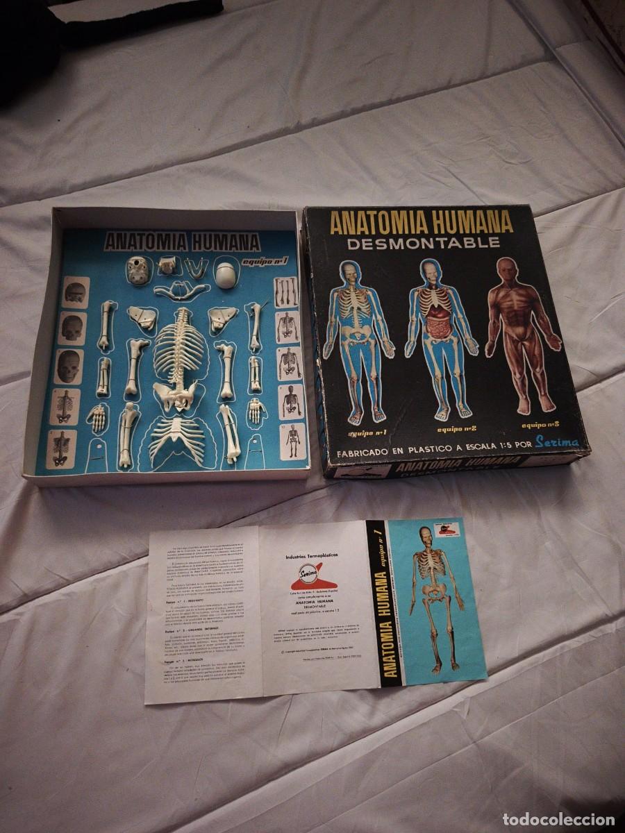 Maquetas: Anatom&iacute;a Humana Desmontable . N&deg; 1 . Serima . Primera edici&oacute;n vintage de los a&ntilde;os 60 . Caja original