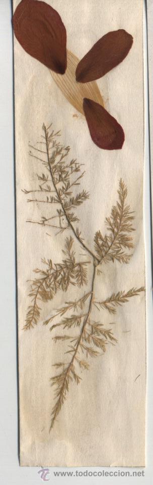 Collectables Bookmark: Marcap&aacute;ginas vegetal con poema, artesanal