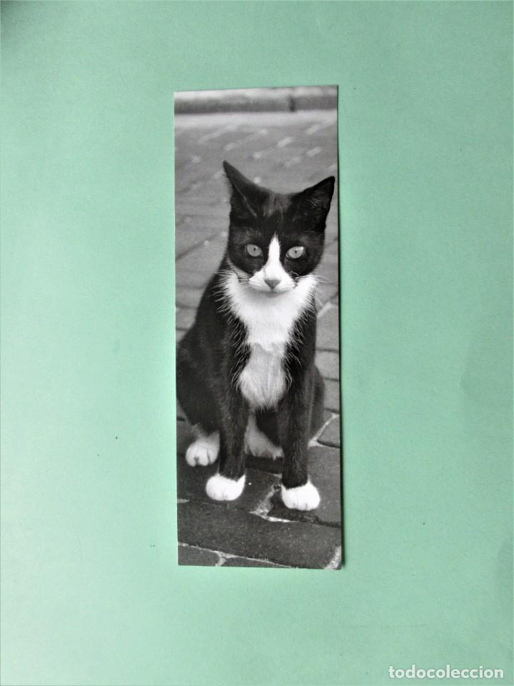 Coleccionismo Marcap&aacute;ginas: MARCAPAGINAS SERIE GATOS