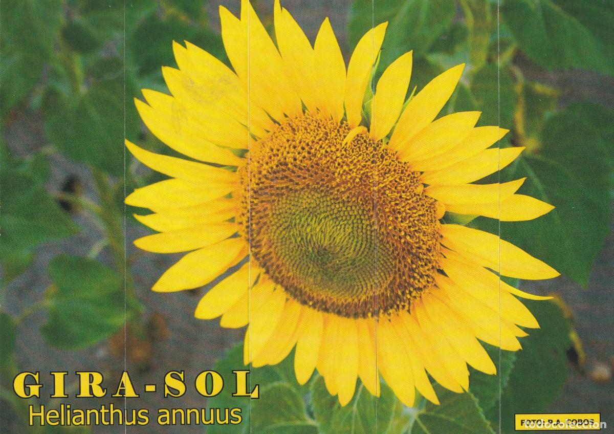 Collectables Bookmark: Puzzle de marcapaginas Girasol - sol Helianthus Annuus