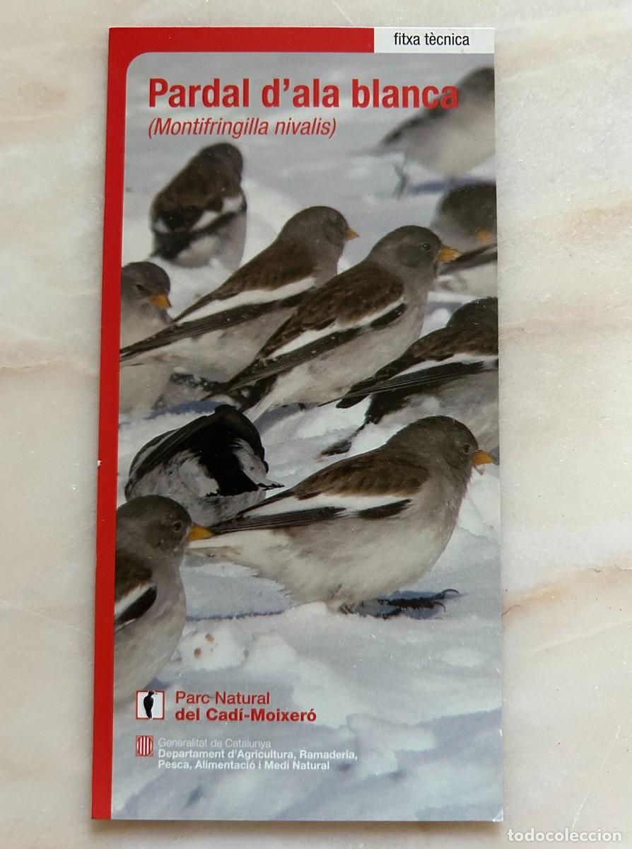 Coleccionismo marcap&aacute;ginas: FITXA T&Egrave;CNICA PARDAL ALA BLANCA - MONTIFR&Iacute;NGILLA NIVALIS - PARC NATURAL CAD&Iacute; MOIXER&Oacute;