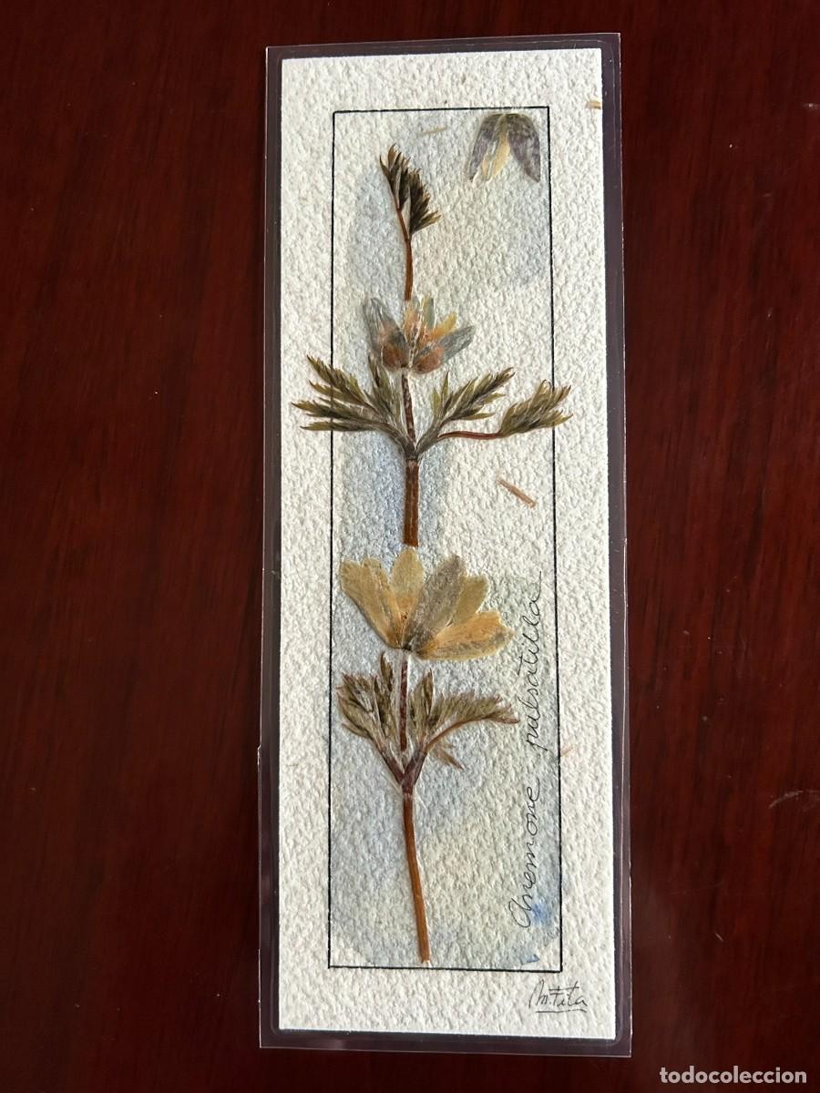Coleccionismo marcap&aacute;ginas: MARCAP&Aacute;GINAS - FLORES PRENSADAS GNEMONE PULSATILLA - M. FITA - ARTESANA - GUIXERS SOLSON&Egrave;S