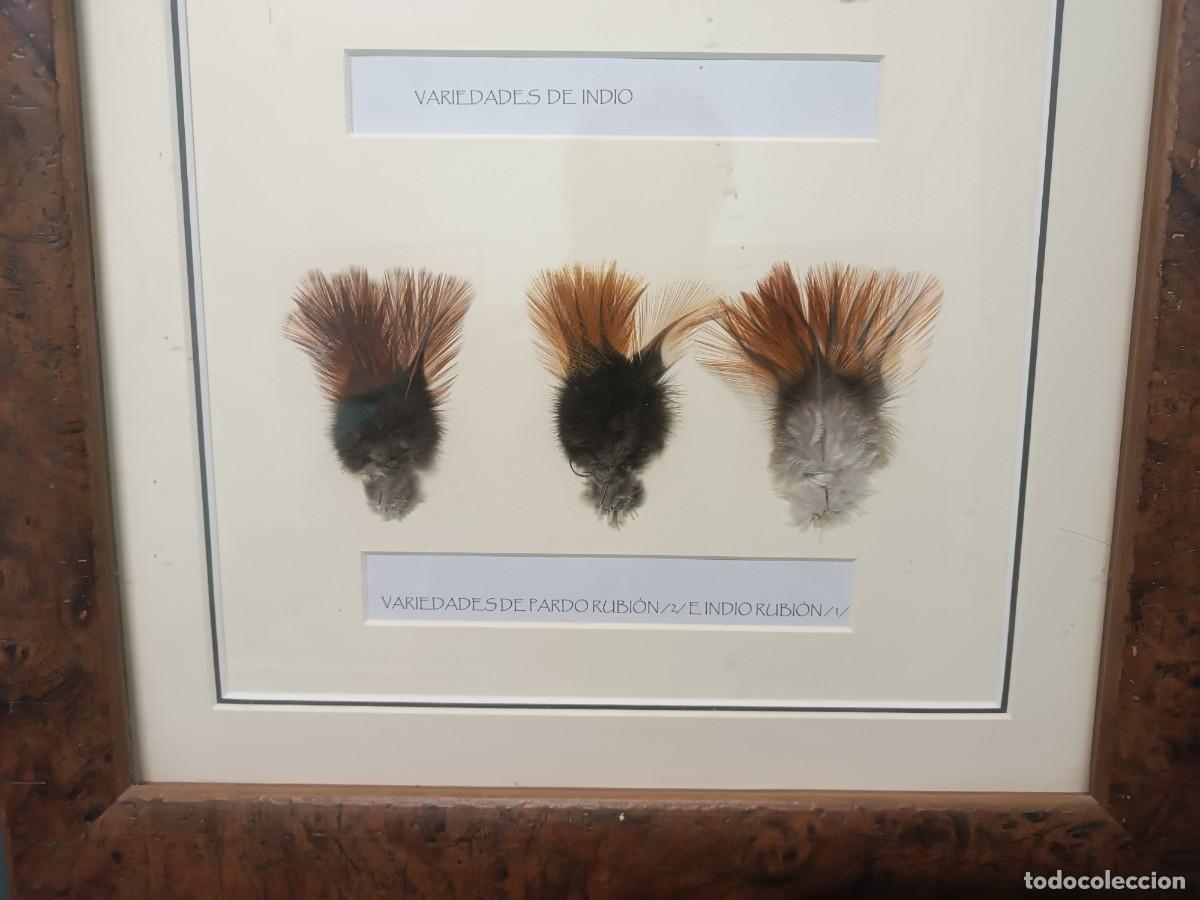 Coleccionismo deportivo: Cuadro expositor de plumas de pesca. Gallos de Leon. - Foto 2