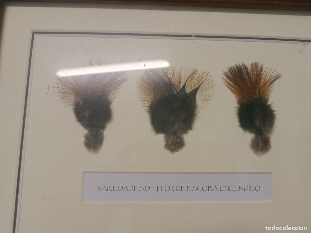 Coleccionismo deportivo: Cuadro expositor de plumas de pesca. Gallos de Leon. - Foto 3