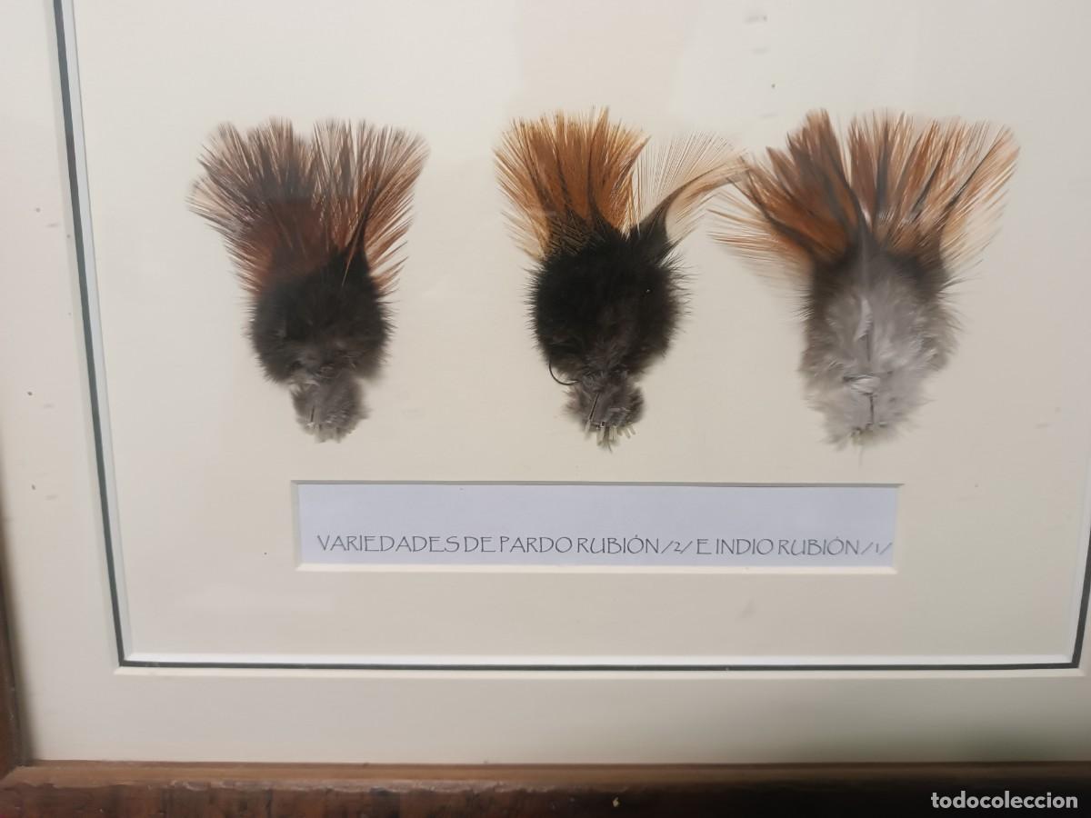 Coleccionismo deportivo: Cuadro expositor de plumas de pesca. Gallos de Leon. - Foto 4