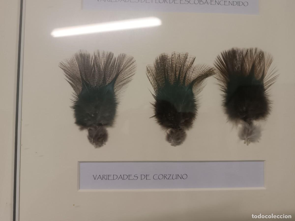 Coleccionismo deportivo: Cuadro expositor de plumas de pesca. Gallos de Leon. - Foto 6