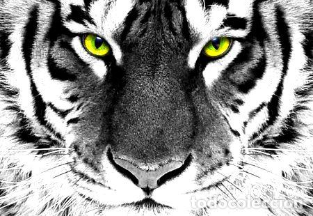M&eacute;dailles th&eacute;matiques: posters tigre de diseno 42x30 nuevos 10 modelos