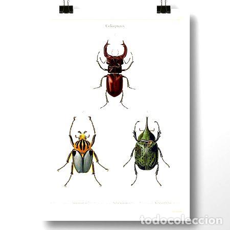 M&eacute;dailles th&eacute;matiques: escarabajos insecto lamina poster vintage antiguo decoracion