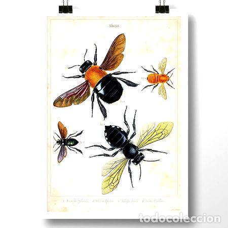 Medallas tem&aacute;ticas: abejas i insecto lamina poster vintage antiguo decoracion