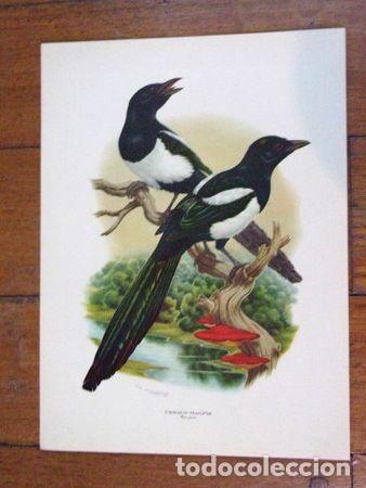 Medalhas tem&aacute;ticas: pajaros argentinos de axel amuchastegui reproduccion
