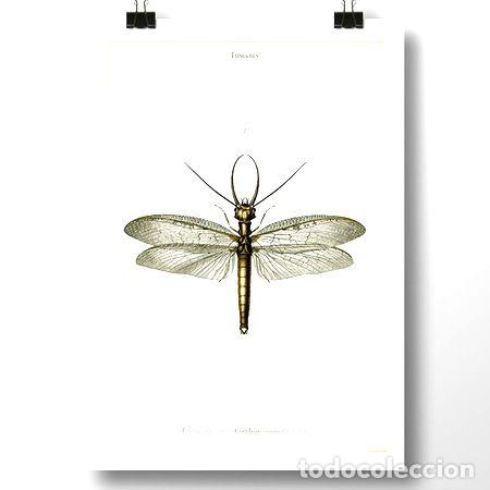 Medalhas tem&aacute;ticas: megaloptera insecto lamina poster vintage antiguo decoracion