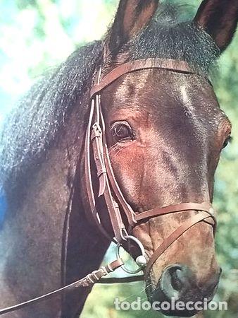 M&eacute;dailles th&eacute;matiques: posters de fotos de cabezas de caballos
