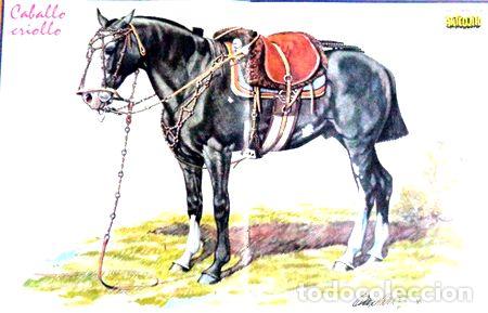M&eacute;dailles th&eacute;matiques: posters caballo criollo
