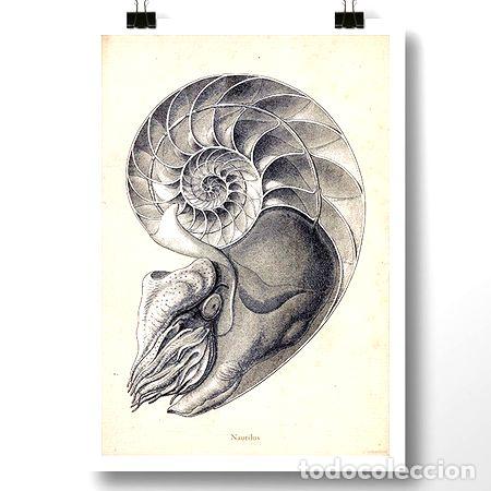 Thematic medals: molusco caracol i lamina poster vintage antiguo decoracion