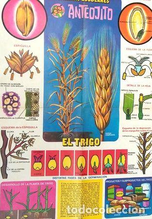 Medallas tem&aacute;ticas: laminas escolares anteojito retro x 3 gusano insectos trigo