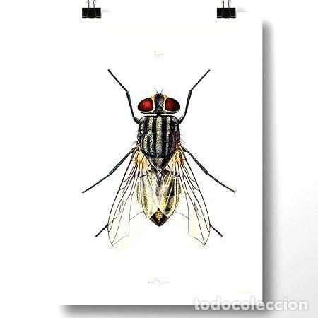 Medaglie tematiche: mosca i insecto lamina poster vintage antiguo decoracion