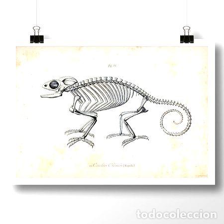 Medaglie tematiche: camaleon i reptil lamina poster vintage antiguo decoracion
