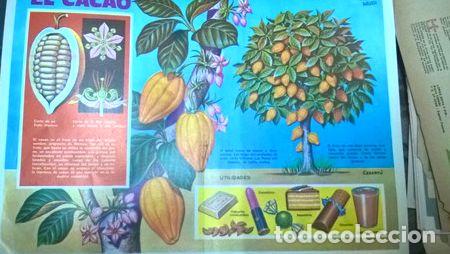 M&eacute;dailles th&eacute;matiques: laminas anteojito antiguasel cacao para enmarcar