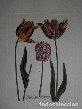 M&eacute;dailles th&eacute;matiques: lamina florestulipas 50x35 cm