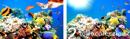 M&eacute;dailles th&eacute;matiques: paisajes marino peces corales poster murales vinil 120x70mts