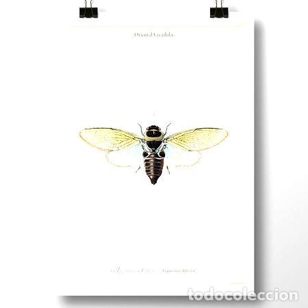 M&eacute;dailles th&eacute;matiques: cigarras ii insecto lamina poster vintage antiguo decoracion