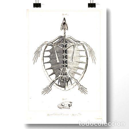 M&eacute;dailles th&eacute;matiques: tortuga marina i lamina poster vintage antiguo decoracion