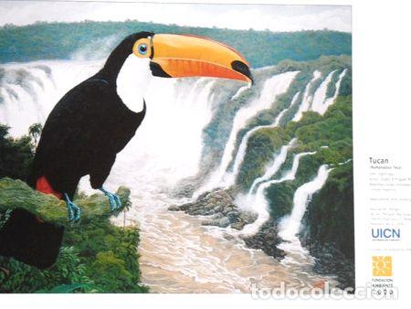Medaglie tematiche: reproduccion tucan marquez 51x36 cm