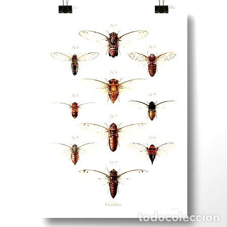 Medaglie tematiche: cigarras i insectos lamina poster vintage antiguo decoracion