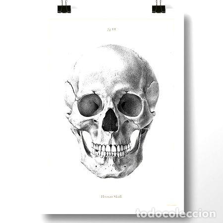 Medallas tem&aacute;ticas: calavera humana i lamina poster vintage antiguo decoracion